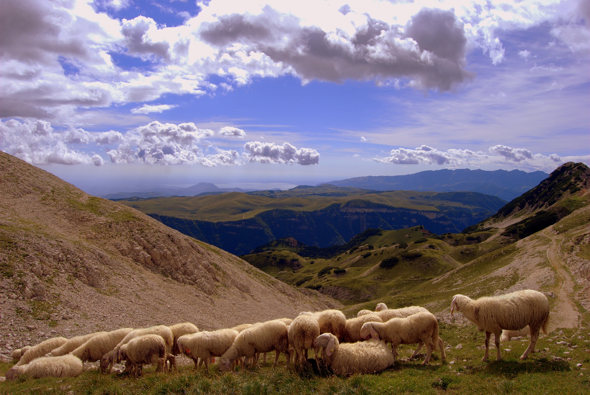 The Good Shepherd in Psalm 23 meaning - Hope in Jesus