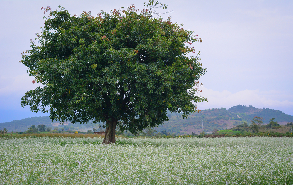 The Parable of the Mustard Tree : Mark 4:30-32
