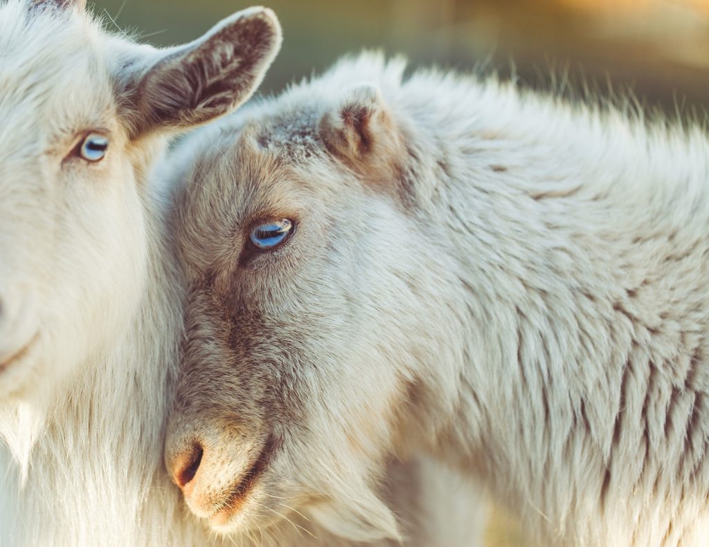 parable of the sheep and goats