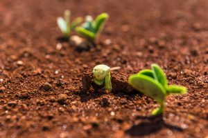 we plough the fields and scatter hymn